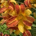 A Stunning Day Lily by susiemc