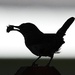Wren Silhouette