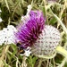 Thistle and bee