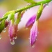 Raindrops