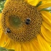 Sunflower by phil_sandford