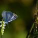 Blue butterfly by haskar