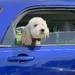 Chloe is coming to visit me by tunia