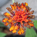 Aging flower... by thewatersphotos
