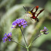 Hummingbird Moth Profile by marylandgirl58