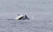 23rd Jul 2025 - Greyhope Bay Dolphins