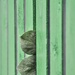 "Is it safe to come out now?" by casablanca