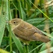 Reed Warbler by wakelys