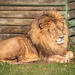 Tony, the resident super model. by ludwigsdiana