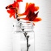 Montbretia