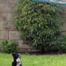 The great stand-off!