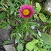 Good Morning Flower !
