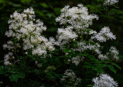 16th Jul 2025 - Tall meadow-rue