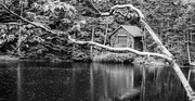 16th Jul 2025 - Shack in the woods-3