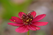 20th Jul 2025 - Cosmos n hoverfly~~~~