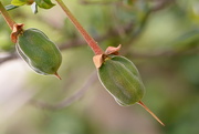 21st Jul 2025 - Chilean Lantern tree seed pods~~~~~