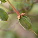 Chilean Lantern tree seed pods~~~~~