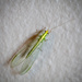 Green lacewing by helstor365