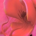 Orchid  by rensala