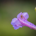 Spider and raindrops by haskar