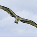 Osprey Flyover by bluemoon