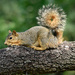 Bushy Tail by dkellogg