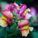 Snapdragons