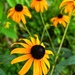 Black Eye Susan MD State Flower by marylandgirl58