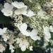 Hydrangea Bush 