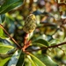 Magnolia Seed Pod by marylandgirl58
