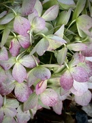 18th Jul 2025 - Fading Hydrangea