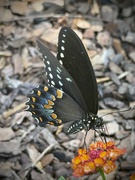 23rd Jul 2025 - Swallowtail in the Garden