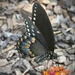 Swallowtail in the Garden by calm