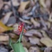 Perched by cocokinetic