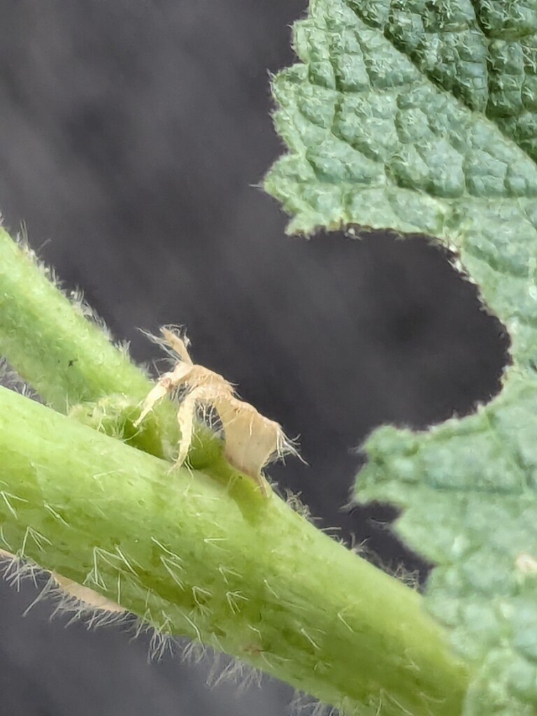 fluffy bum by wakuwaku