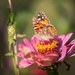 The only butterfly I ever see, by ludwigsdiana