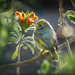 Tired little chick by ludwigsdiana