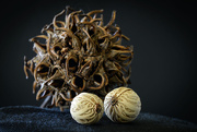 24th Jul 2025 - Seed pods