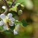 Hover fly by casablanca