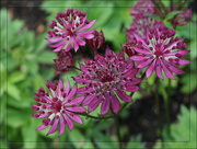 24th Jul 2025 - astrantia aka Hattie's pincushion
