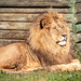 Ringo has woken up by ludwigsdiana