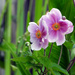 Anemone by seattlite