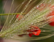 24th Jul 2025 - Grasses~~~~