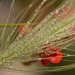 Grasses~~~~ by ziggy77