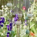 Poppy Seed Pods by phil_sandford