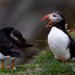 Sumburgh Puffin by lifeat60degrees