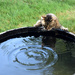 the very thirsty cat!