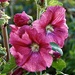 Hollyhocks 