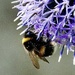 Echinops & Bees by carole_sandford