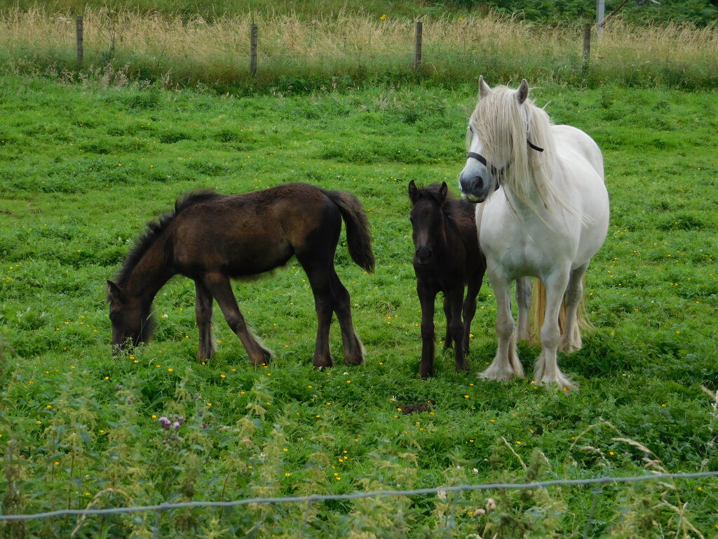fell pony mare  by anniesue